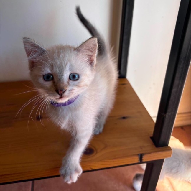 Photo of Penny