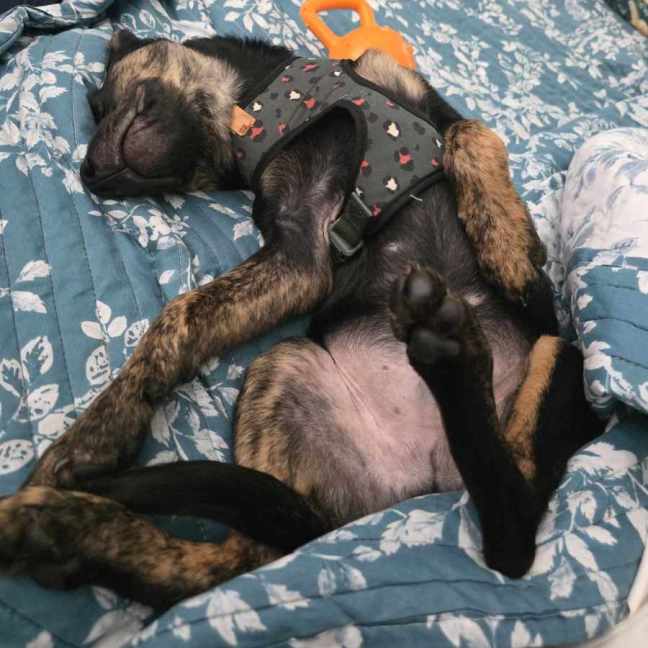 Photo of Rascal