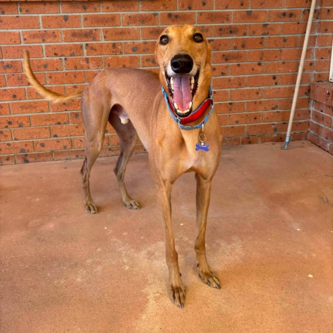 Photo of Sean, The Greyhound