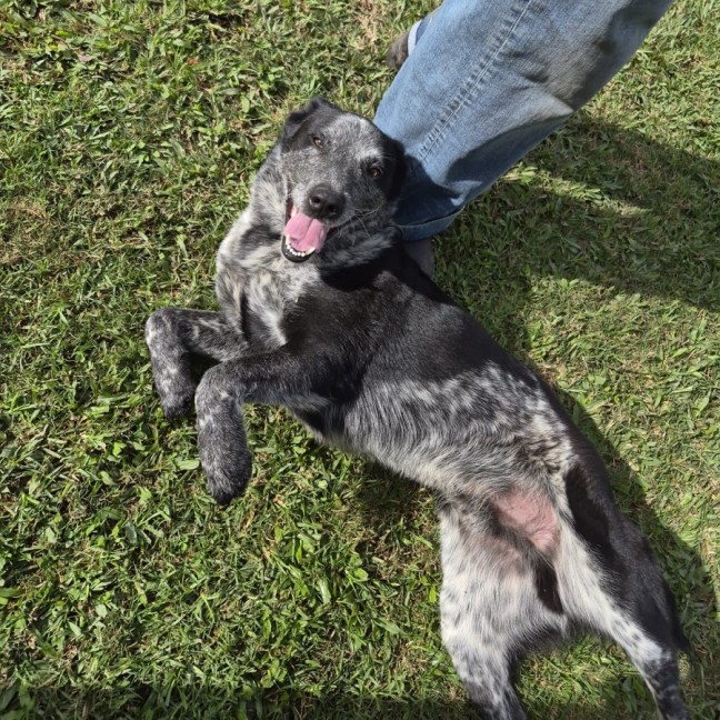 Photo of Digger