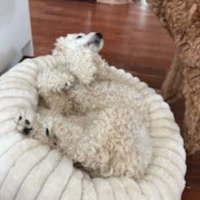 Photo of Beanie 