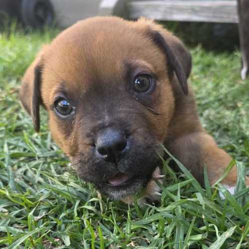 Amadeus - Staffordshire Bull Terrier Dog