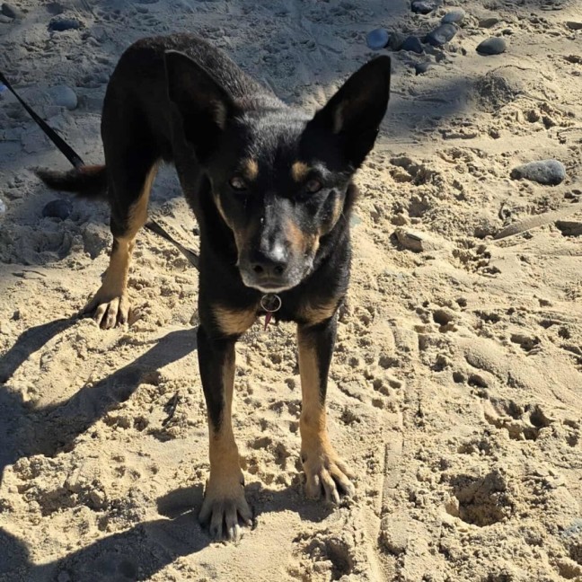 Photo of Jax