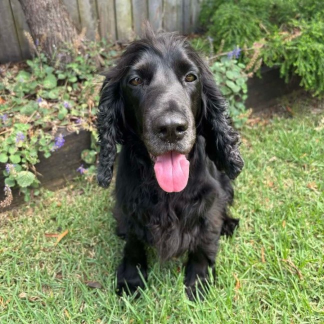 Photo of Cookie And Cherry