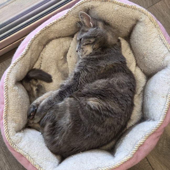 Photo of Dusty