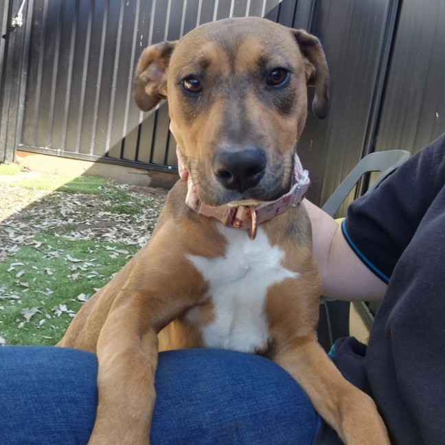 Remi Medium Female Rhodesian Ridgeback x American Staffordshire