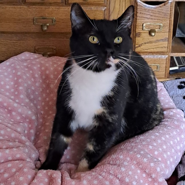 Photo of Gypsy