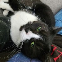 Photo of Dusty   In Foster Care In Ardeer