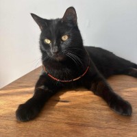 Photo of Twisty   In Foster Care In Thornbury