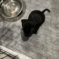 Photo of Sapphira 