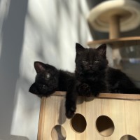 Photo of Ember ❤️‍🔥