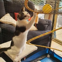 Photo of Haymitch ** 2nd Chance Cat Rescue **