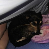 Photo of Charlie