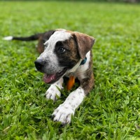 Photo of Pepper