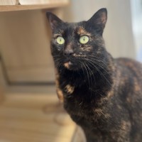 Photo of C1538 Betsy