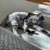 Photo of Mishka *9 Lives Project Rescue*