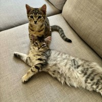 Photo of Petal   In Foster Care In Richmond