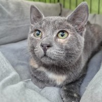 Photo of Schimmerfell ** 2nd Chance Cat Rescue**
