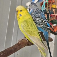 Photo of Chirp Hammet