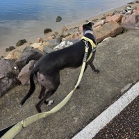 Photo of Milo, The Cat Friendly Greyhound