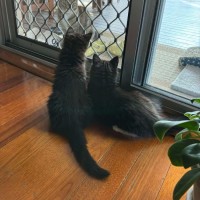 Photo of Bat Bat   In Foster Care In Ashburton