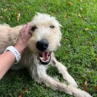 Photo of Maple