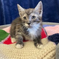 Photo of Vixen