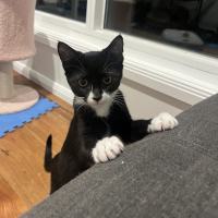 Photo of Dallas ** 2nd Chance Cat Rescue**