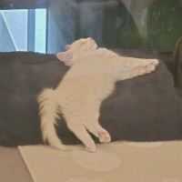 Photo of Alaska **2nd Chance Cat Rescue**