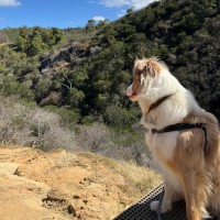 Photo of Arlo
