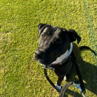 Photo of Onyx