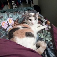 Photo of Princess Peach