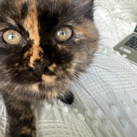 Photo of Reese's Pieces