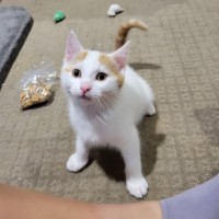 Photo of Flynn   Located In Deer Park