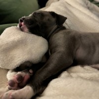 Photo of Otter