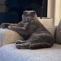 Photo of Benson ** 2nd Chance Cat Rescue**