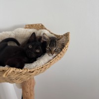 Photo of Dave & Dora