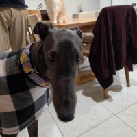 Photo of Milo, The Cat Friendly Greyhound