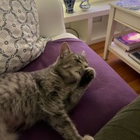 Photo of Gracie