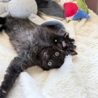 Photo of Harper 🌷