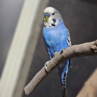 Photo of Pierre 