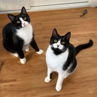 Photo of Zorro