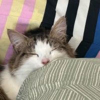 Photo of Newt 