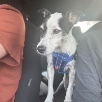 Photo of D1244 Coco