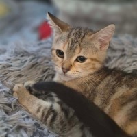 Photo of Kohaku