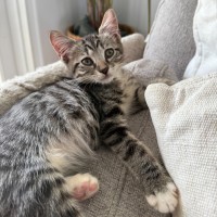 Photo of Dobby The Elf