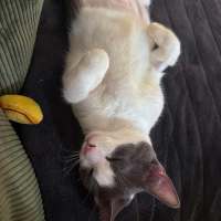 Photo of Possum