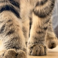 Photo of Tigre