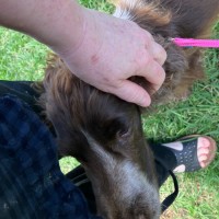 Photo of Cadbury