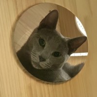 Photo of Samson 💫🐱👑